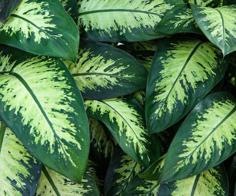 Biała doniczka głowa