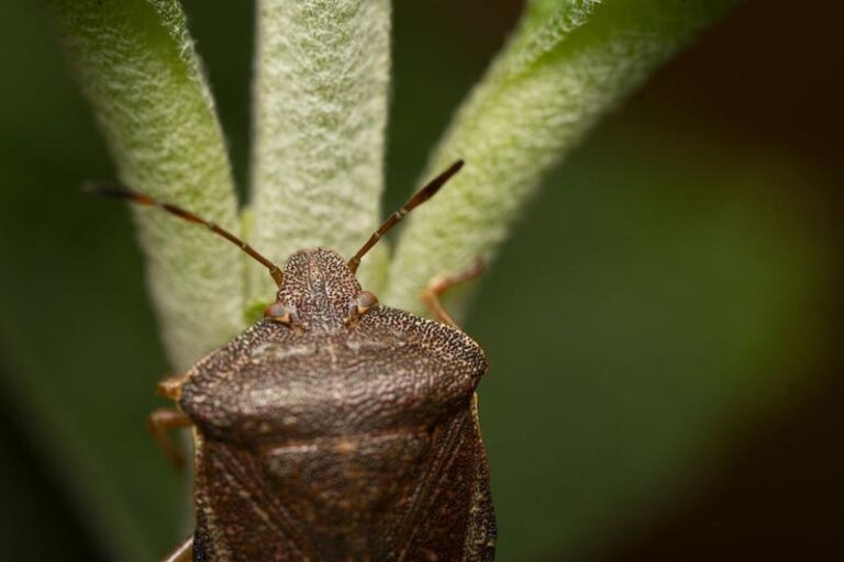 Odkryj skuteczną metodę na uporczywe szkodniki w ogrodzie, której nie możesz przegapić
