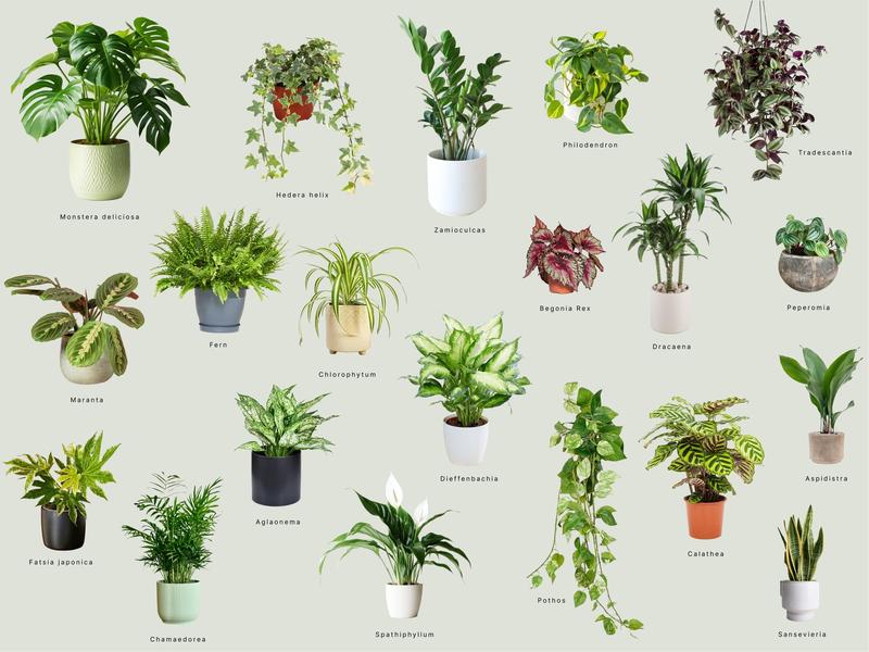 Rośliny idealne do białej doniczki głowa – odkryj idealne połączenia dla swojego wnętrza!