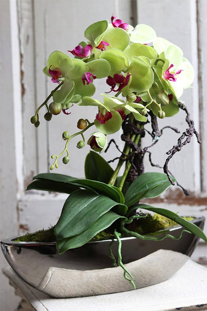 Zielony storczyk w aranżacji wnętrz