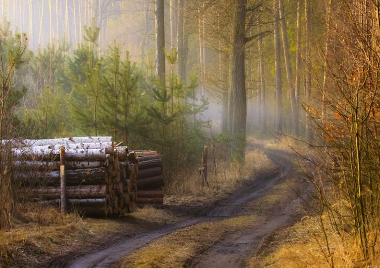 W poszukiwaniu mitów: jak pejzaże kształtują przyszłość naszych ekosystemów
