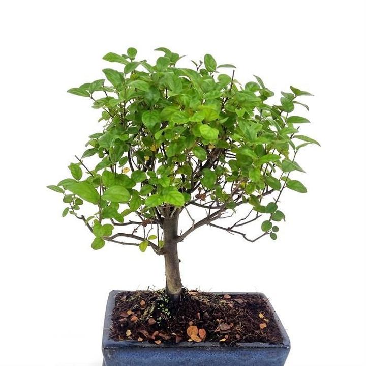 Pielęgnacja bonsai w doniczce z podstawką