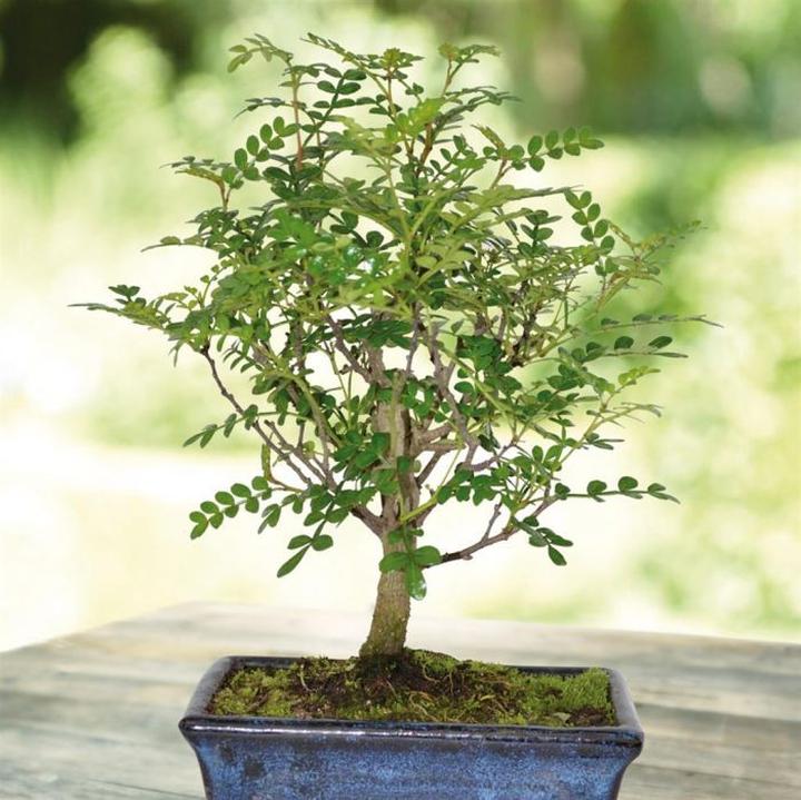 Podlewanie bonsai i unikanie przelania