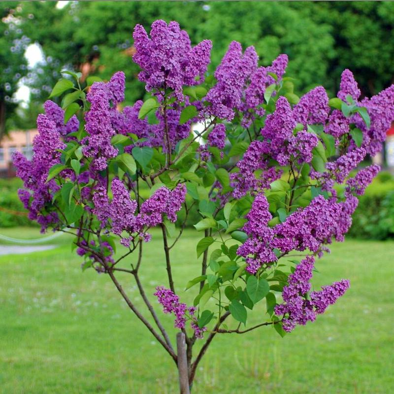 Bez szczepiony na pniu