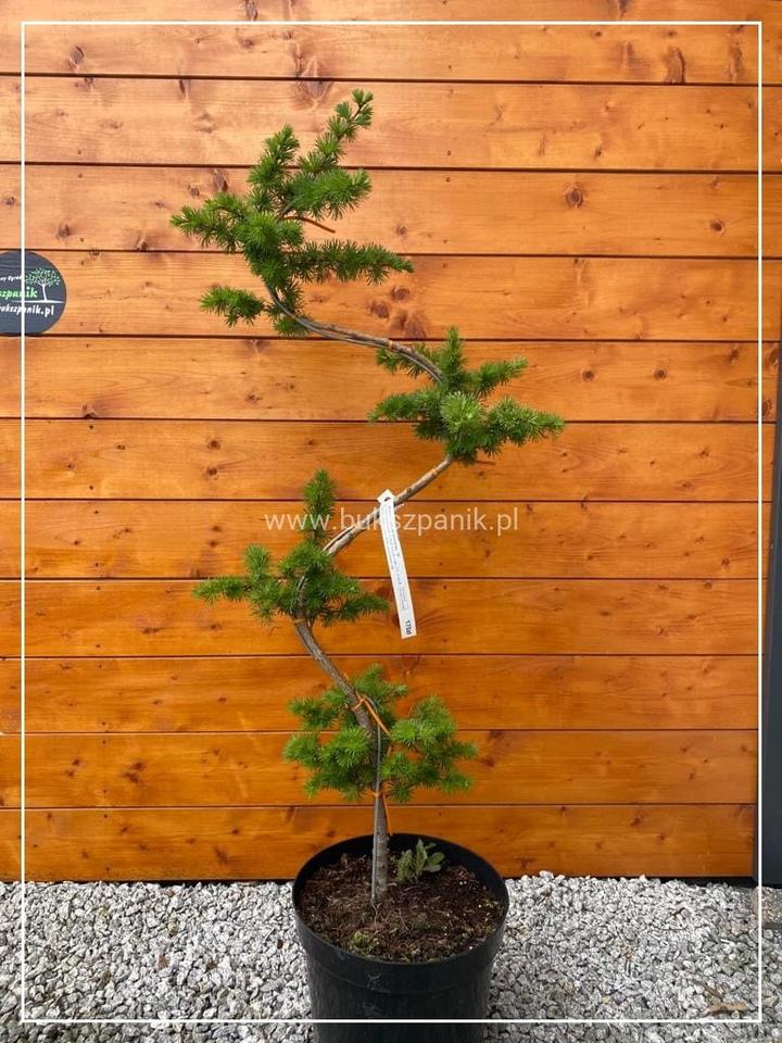 Design i aranżacja tarasu z drewnem