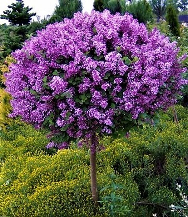 Uprawa i pielęgnacja bzu na pniu