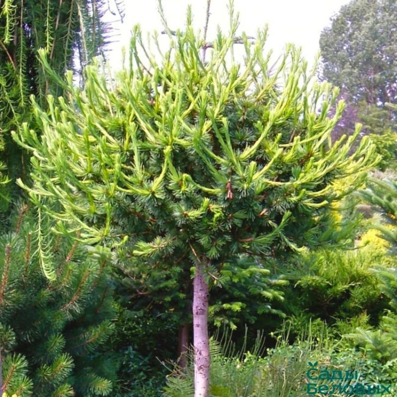 Właściwości i zalety drewna tarasowego