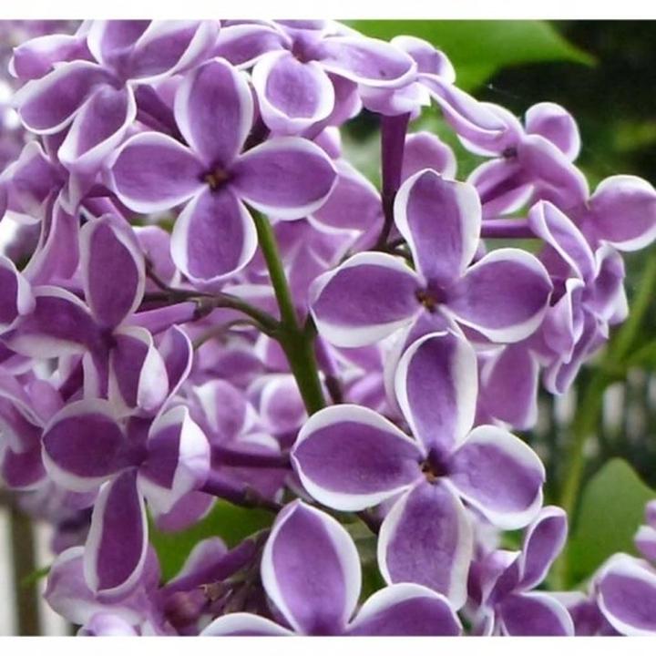 Magia ogrodu: bez szczepiony na pniu jako wyjątkowy element natury