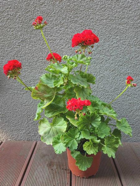 Aranżacja przestrzeni ogrodowej