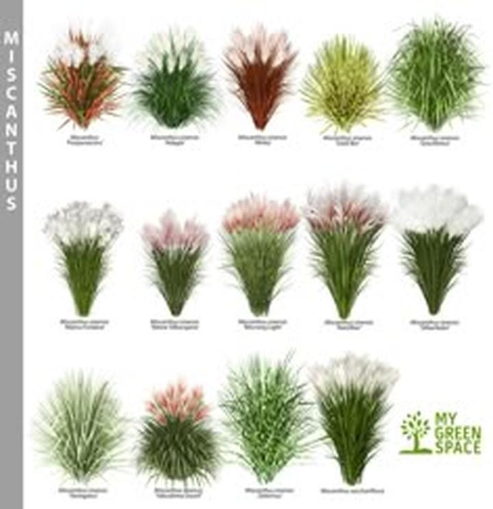 Kompozycje roślinne