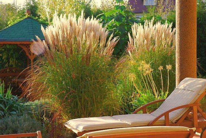 Naturalne żywopłoty