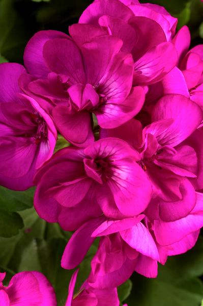 Pelargonia pół zwisająca