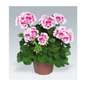 Pelargonia pół zwisająca – czy to idealny wybór dla Twojego ogrodu?