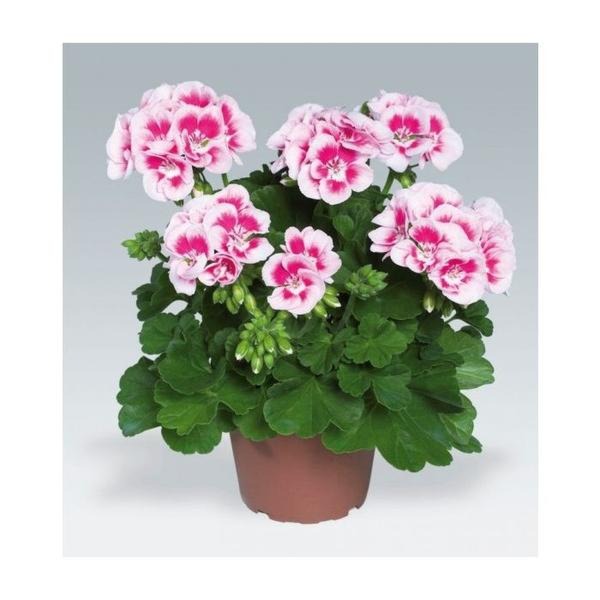 Pelargonia pół zwisająca – czy to idealny wybór dla Twojego ogrodu?