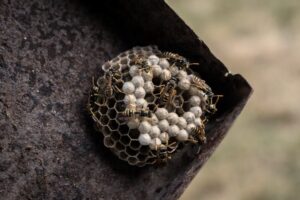 Jak skutecznie usunąć gniazda os i szerszeni z Twojego otoczenia?